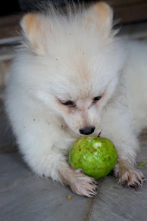 Can Dogs Eat Guava 2
