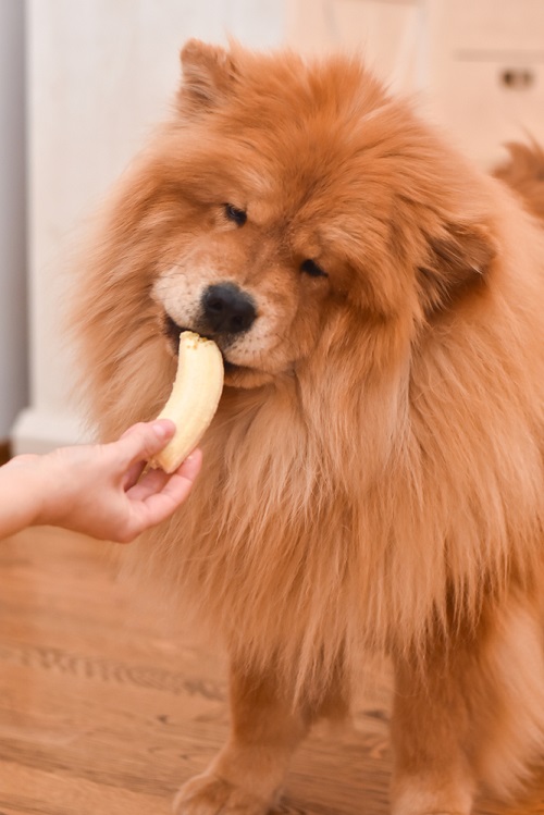 Can Dogs Eat Dried Mangoes 2