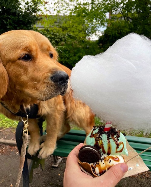 Can Dogs Eat Cotton Candy 