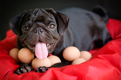 Can Dogs Eat Eggs 2