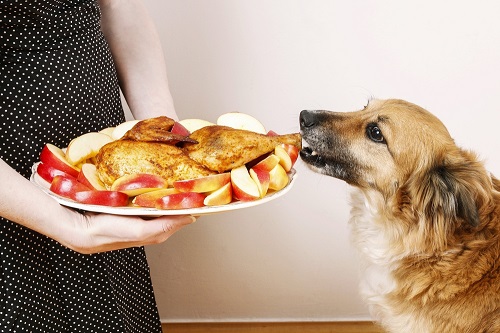 Can Dogs Eat Rotisserie Chicken 2