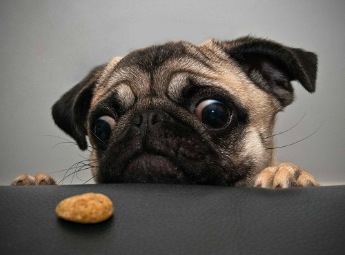 Can Dogs Eat Chicken Nuggets 2