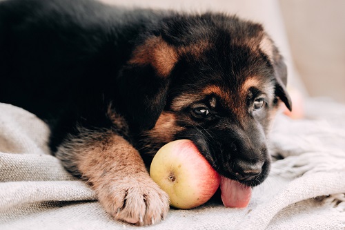 Can Dogs Eat Apples 2