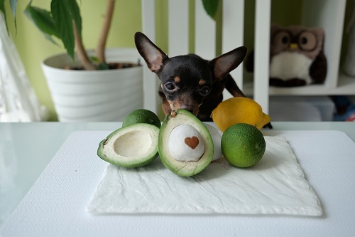 Can Dogs Eat Avocado 2
