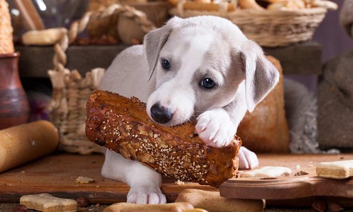 Can Dogs Eat Rye Bread 2