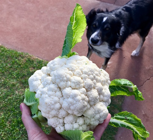 Can Dogs Eat Cauliflower 2