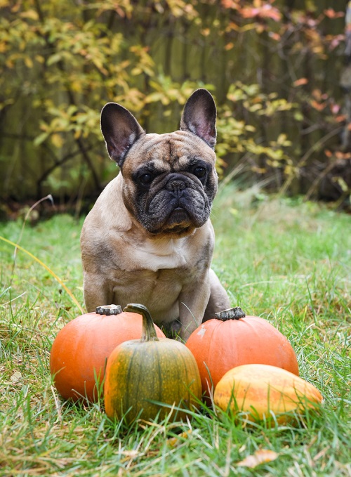Can Dogs Eat Pumpkin 2