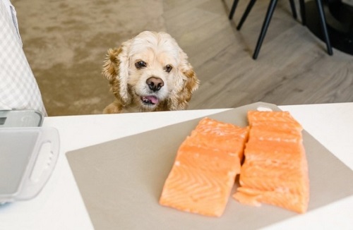 Can Dogs Eat Salmon 2