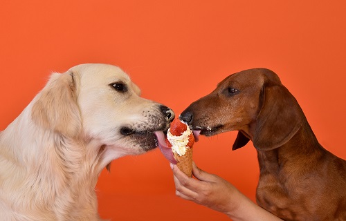 Can Dog Eat Strawberry Ice Cream 2