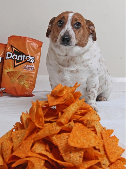Can Dogs Eat Doritos 2