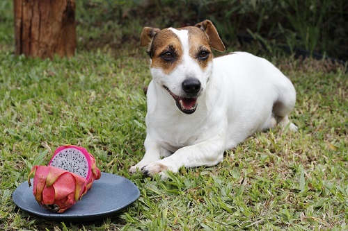 Can Dogs Eat Dragon Fruit 2