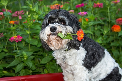Can Dogs Eat Zinnias 2