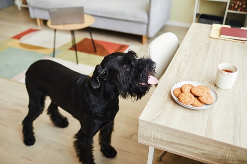 Can Dogs Eat Biscuits 2