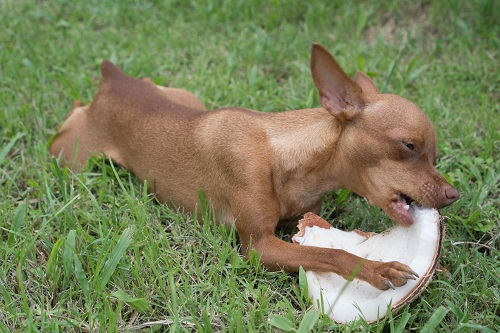 Can Dogs Eat Coconut 2