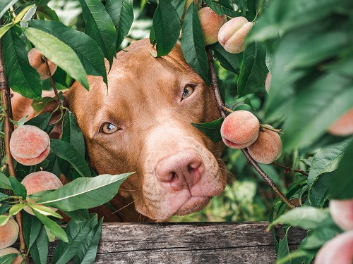Can Dogs Eat Peaches 2