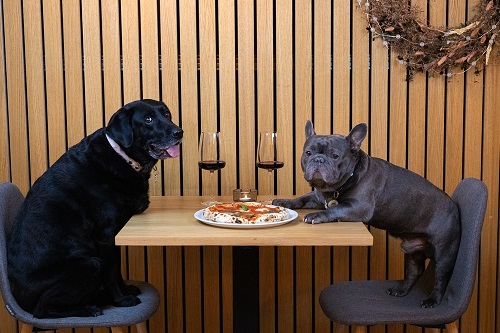 Can Dogs Eat Pizza 2