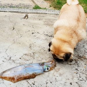 Can Dogs Eat Squid | Are Squids Safe for Dogs? - Dog Can Eat