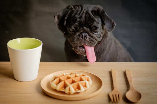 Can Dogs Eat Waffles 2