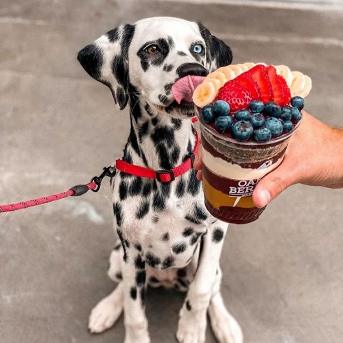 Can Dogs Eat Acai