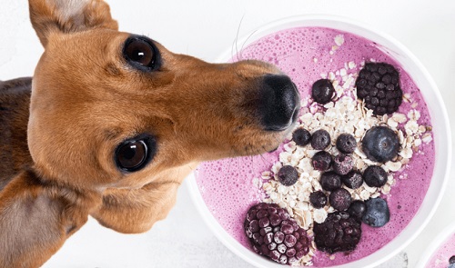 Can Dogs Eat Acai 2