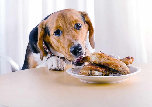 Can Dogs Eat Teriyaki Chicken | Is Teriyaki Chicken Bad For Dogs 2
