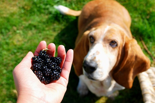 Can Dogs Eat Blackberries 2