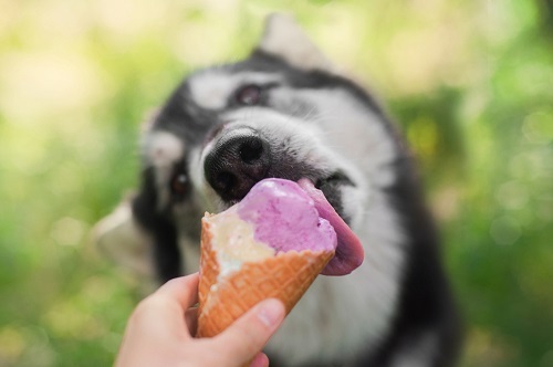 Can Dogs Eat Ice Cream 2