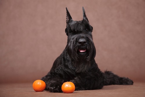 Can Dogs Eat Oranges 2