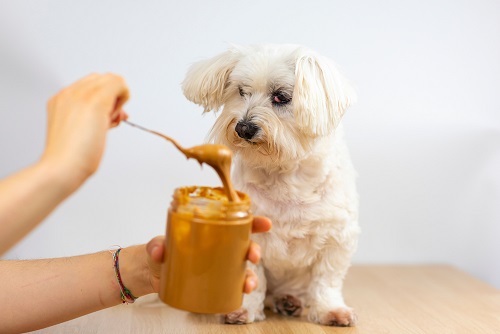 Can Dogs Eat Peanut Butter 2