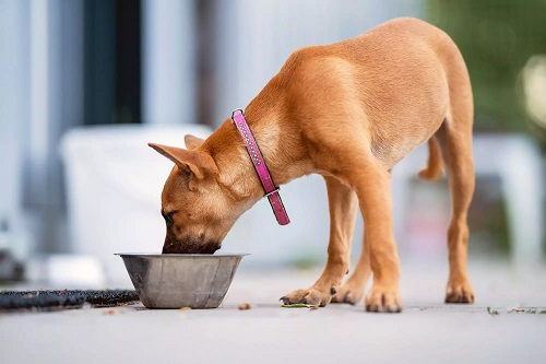 10 Homemade Dogs Treats for Sensitive Stomachs 1