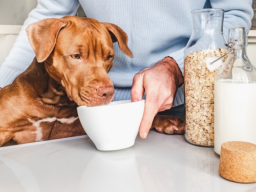 Single Ingredient Dog Treats