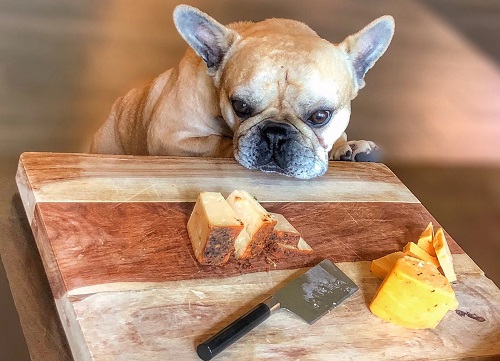 Can Dogs Eat Cheese 2