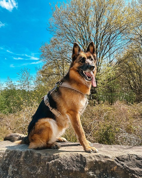 10 Worst Dog Food For German Shepherd Ingredients To Avoid Dog Can Eat