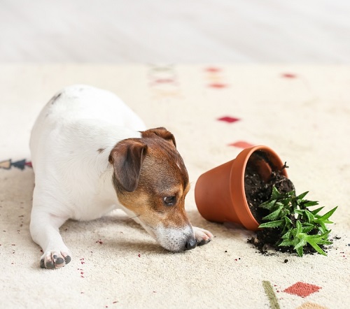 My Dog Ate Potting Soil ! What Should I Do? 2
