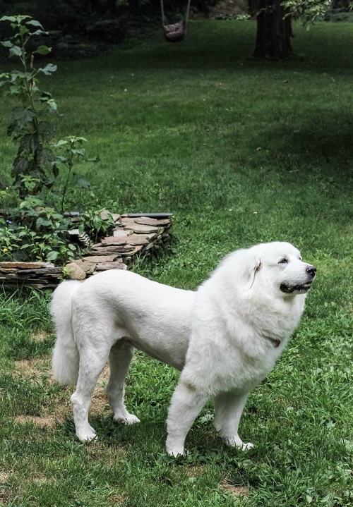 Great Pyrenees Grooming Guide | How to Groom a Great Pyrenees 2