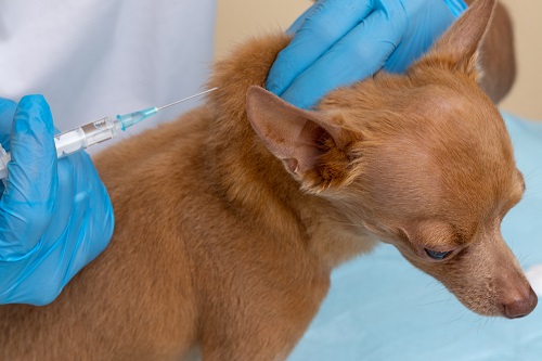 How to Treat Collar Sores on Dogs | Remedies and Precautions 2