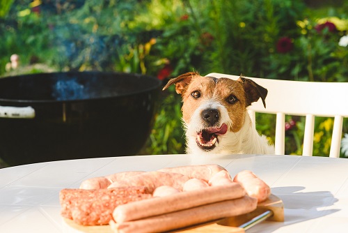 Can Dogs Eat Bratwurst? 2