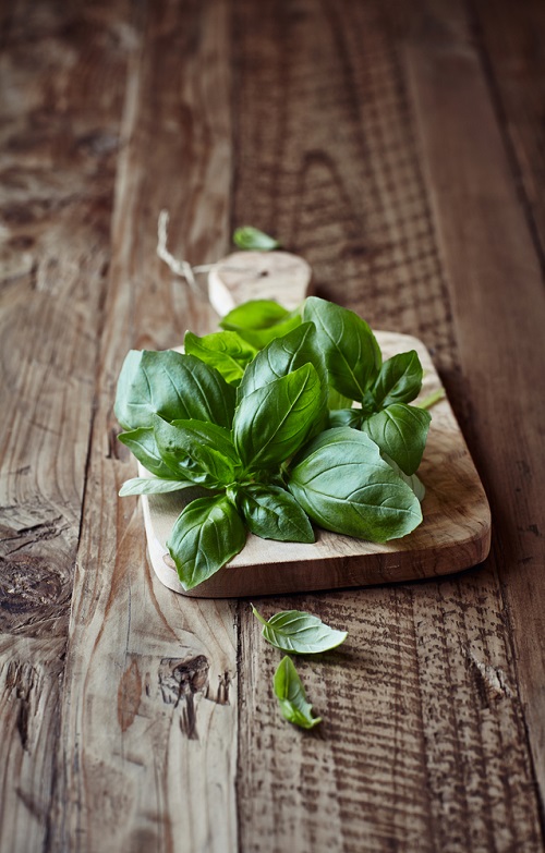 Can Dogs Eat Basil | Is Basil Safe for Dogs 1