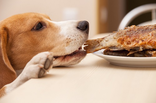 Can Dogs Eat Tilapia | Is Tilapia Good for Dogs 2